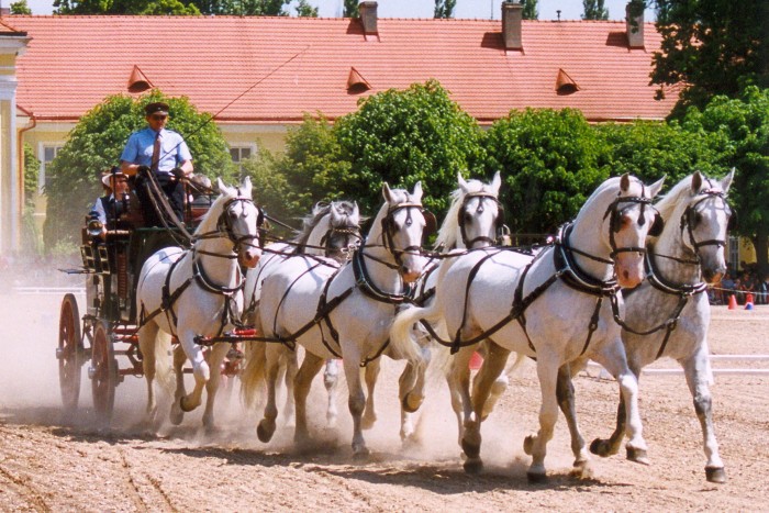 Kladrubské šestispřeží.