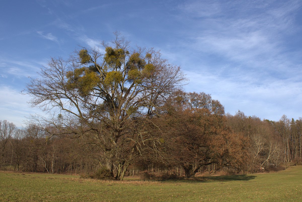Cizopasníci