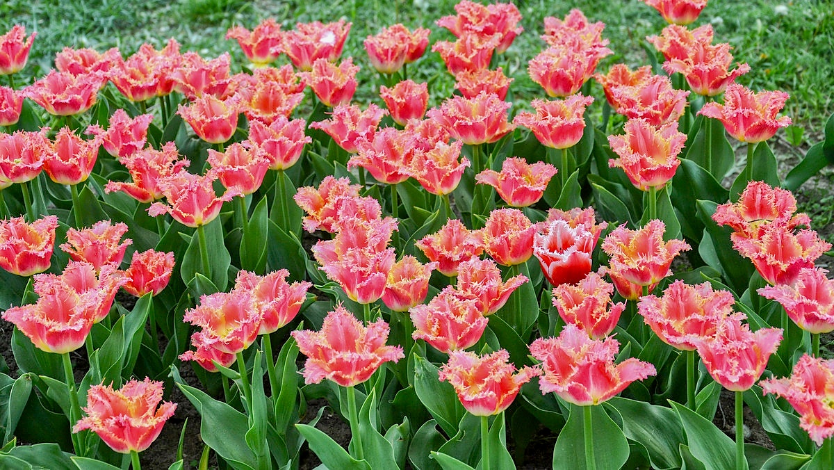 Když kvetou tulipány