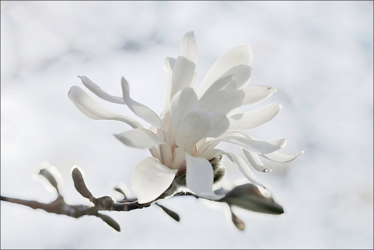 Magnolie