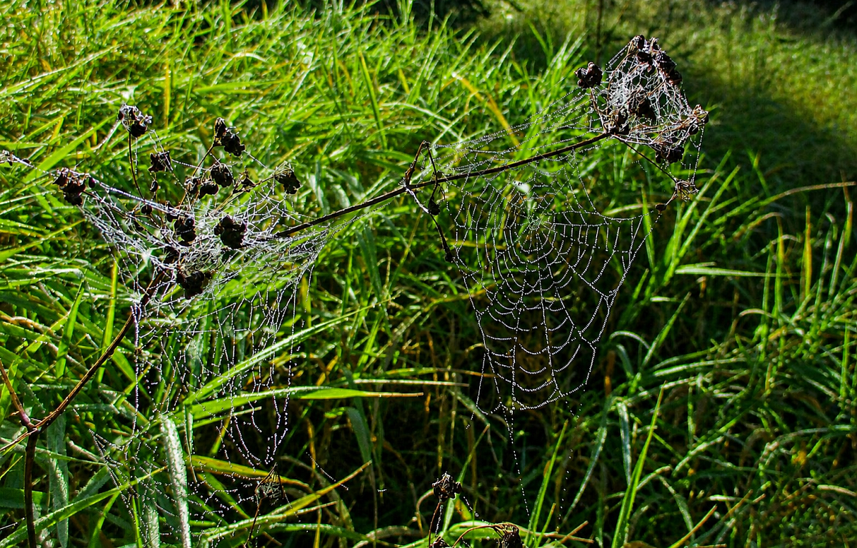 Arachné nebyla doma