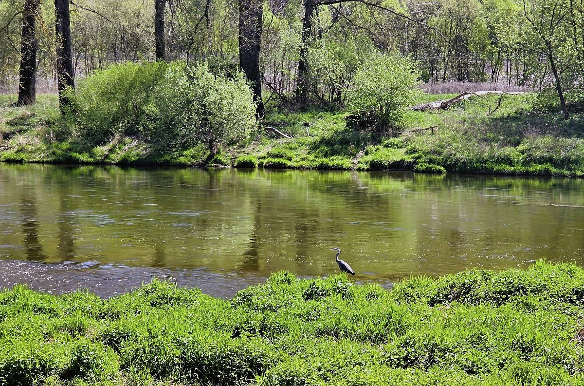 Berounka pod Tetínskými skalami