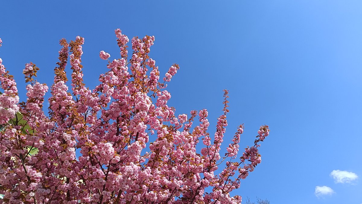 IMG-20260424-145955.jpg