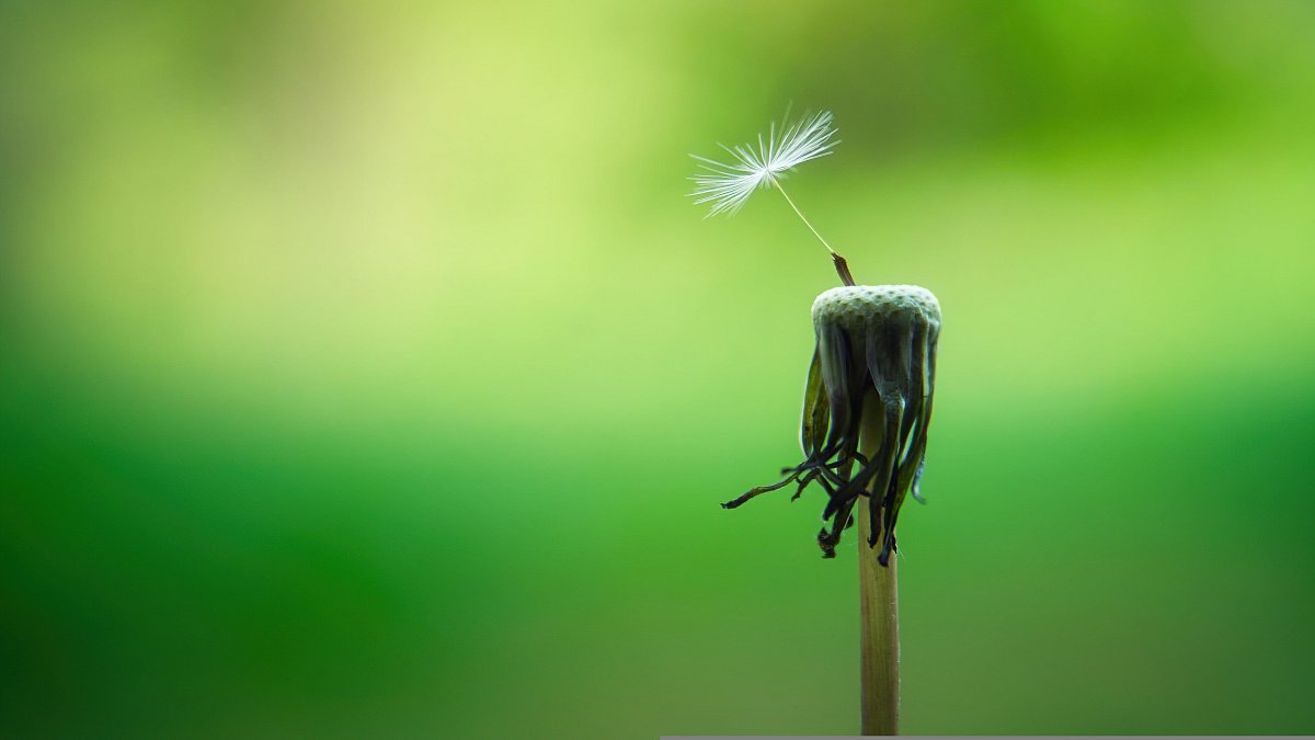 jplenio-dandelion-5178095.jpg