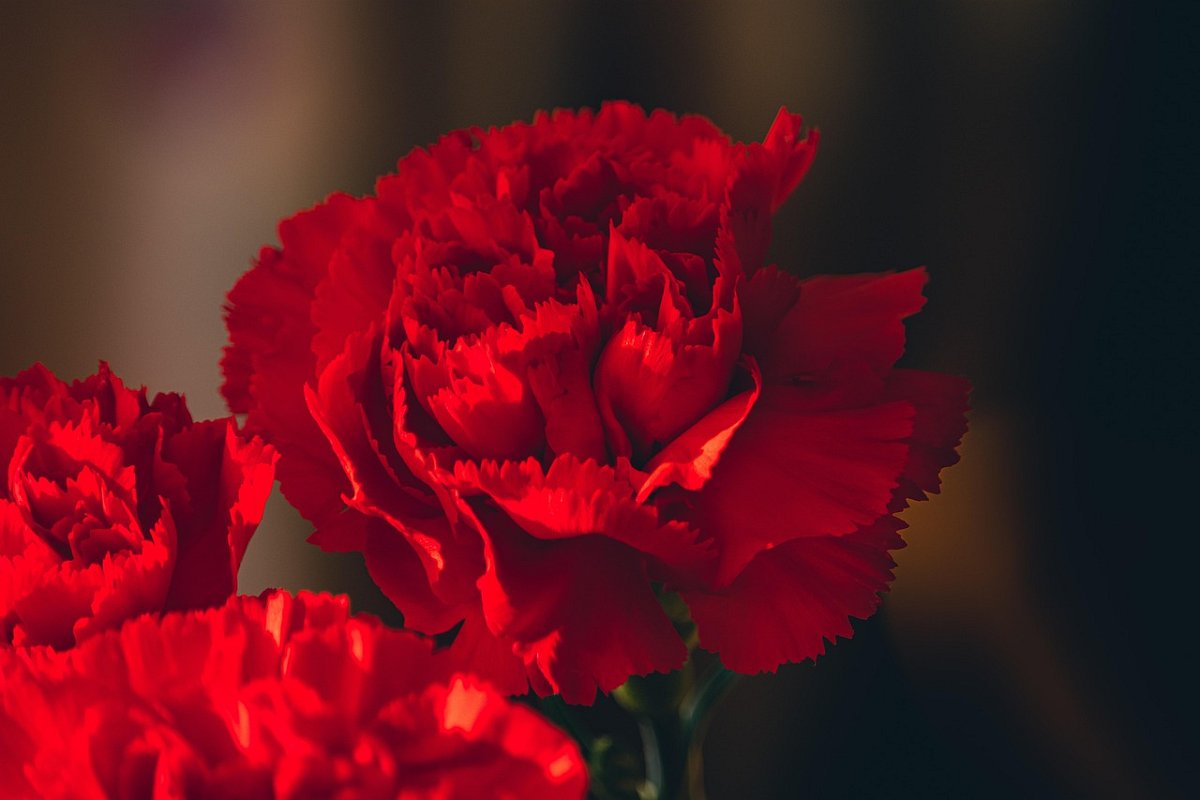 tatius-carnations-6292136-1280.jpg