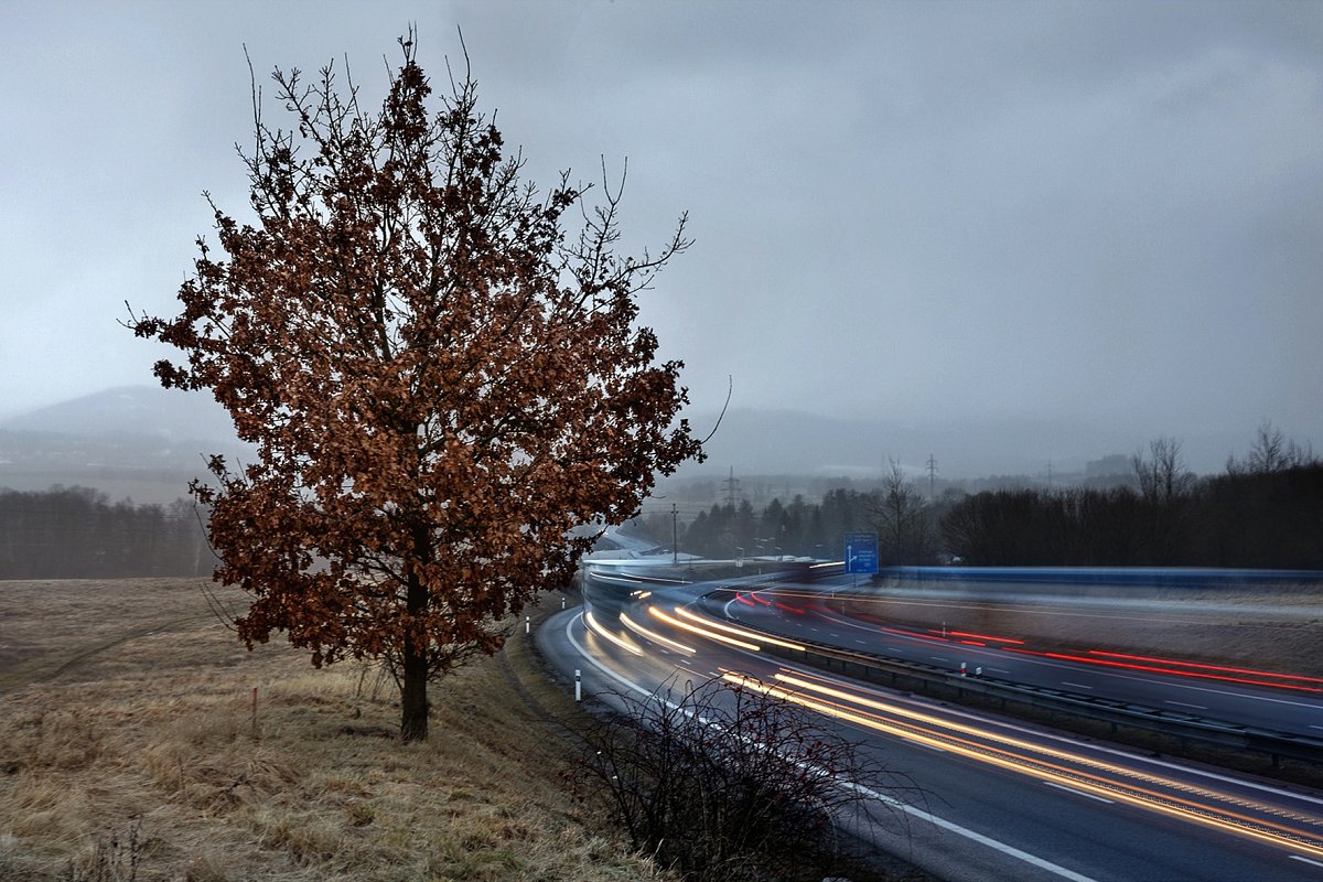 Dub u dálnice