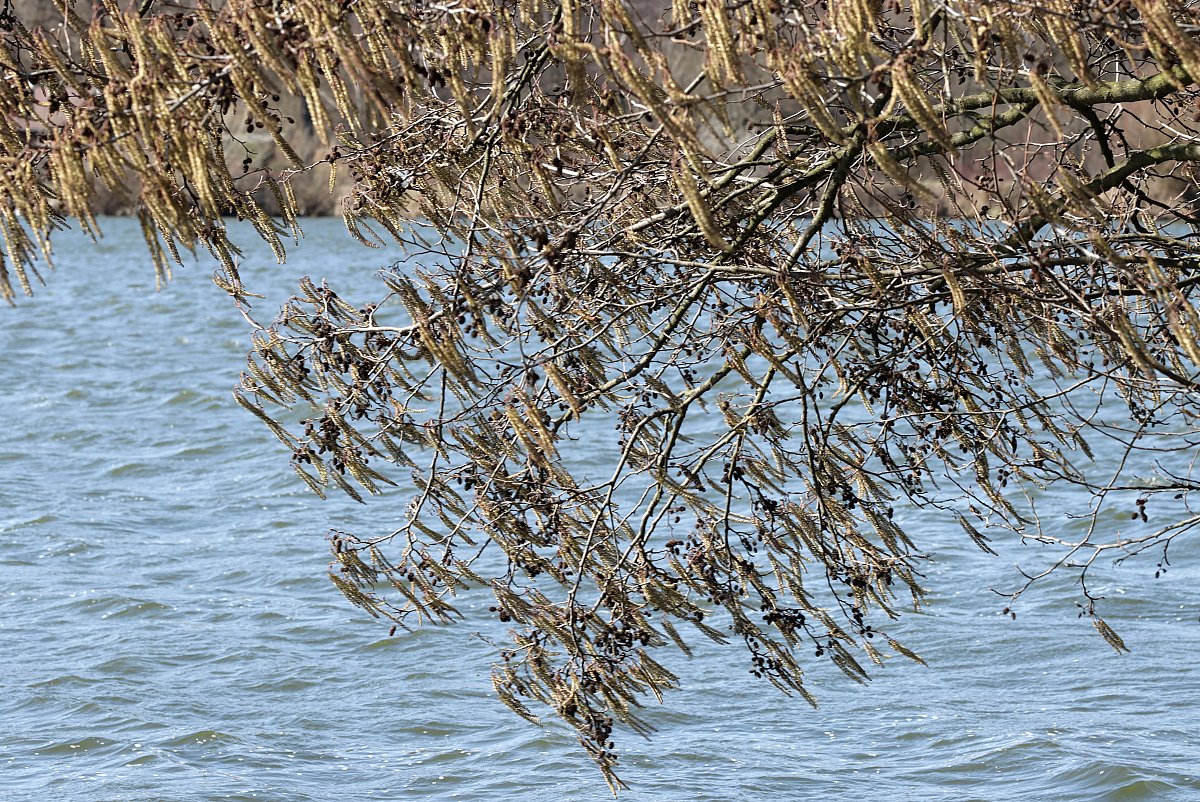 Foukalo