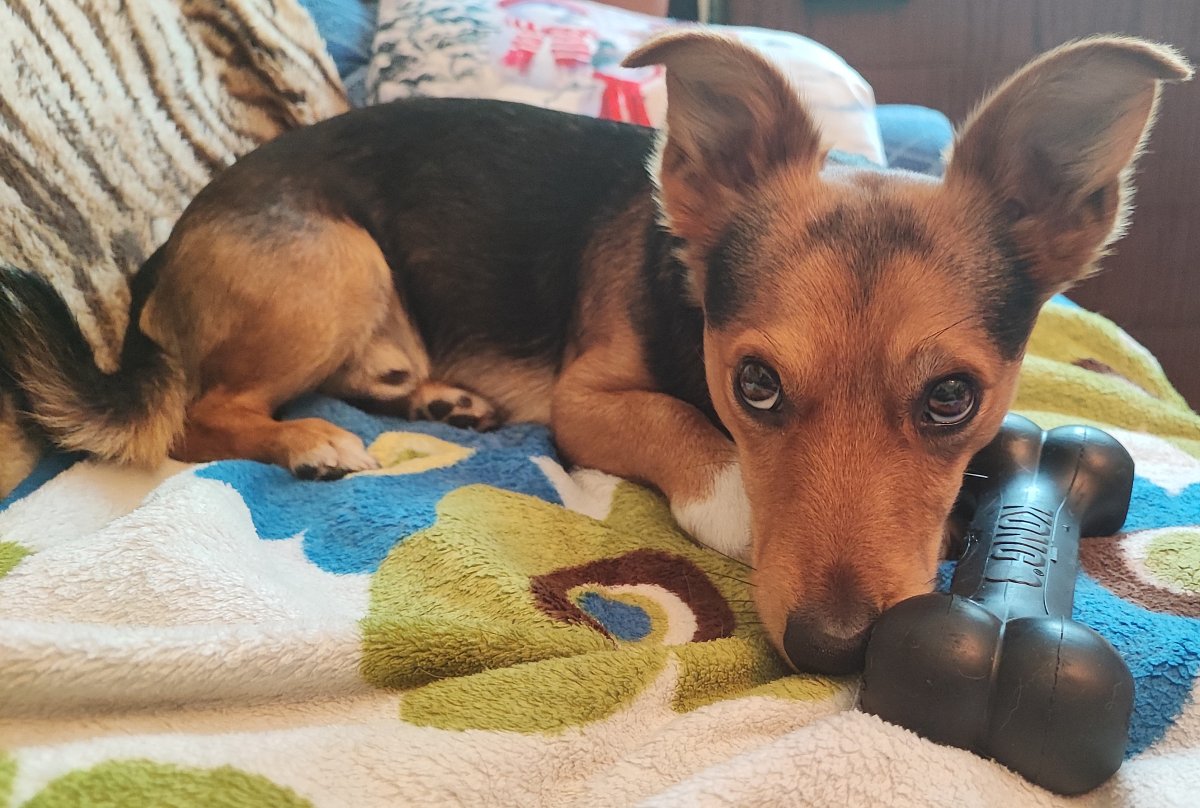 Jsem parťákem paničky 2 měsíce - Rocky