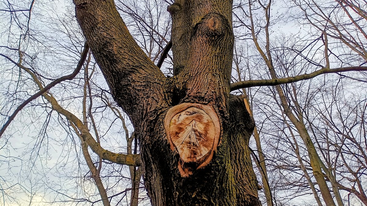 "Dřevografika" /zabolelo, zaujalo...