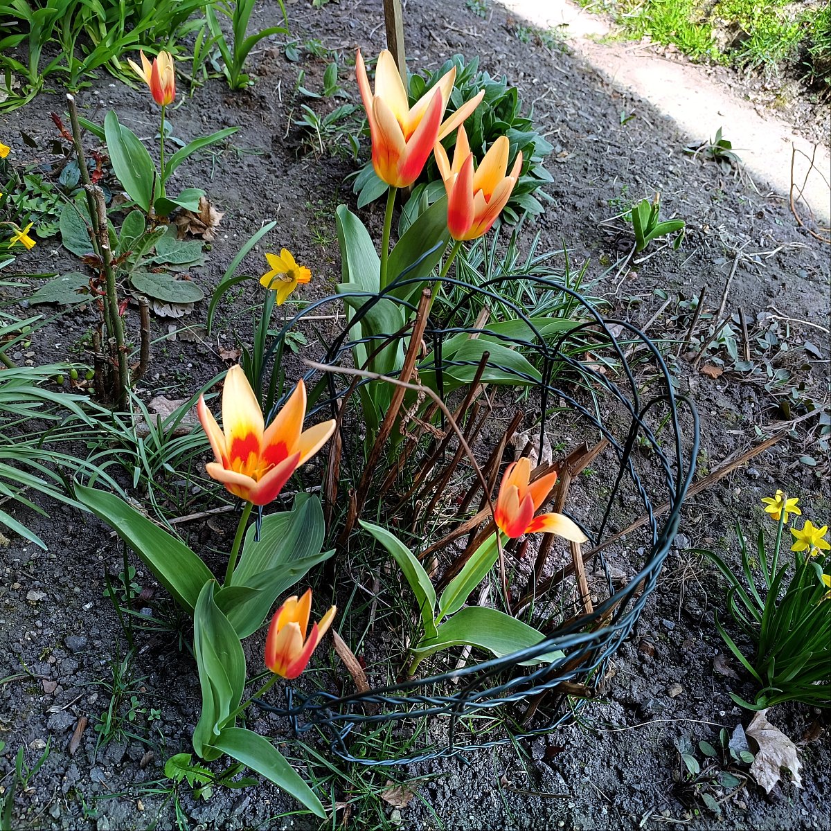 Květina našich zahrádek - tulipány