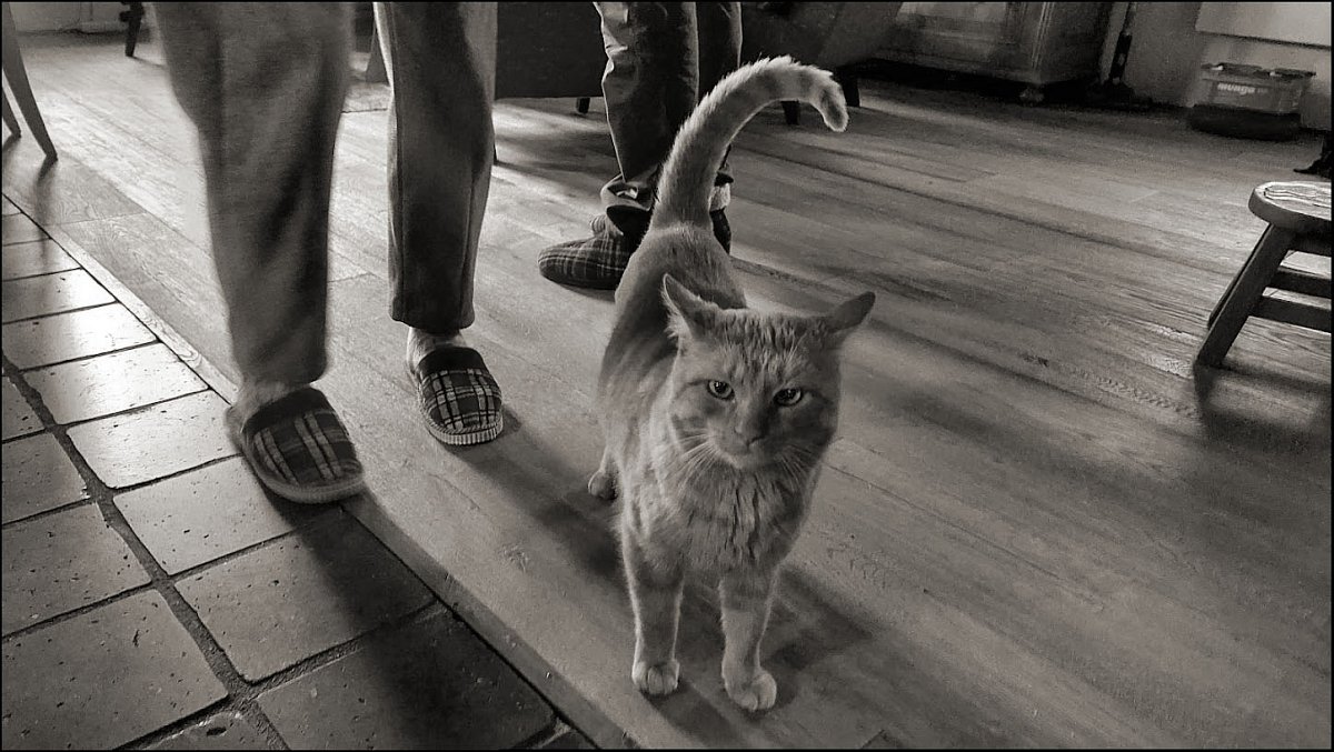 Až přijde kocour *