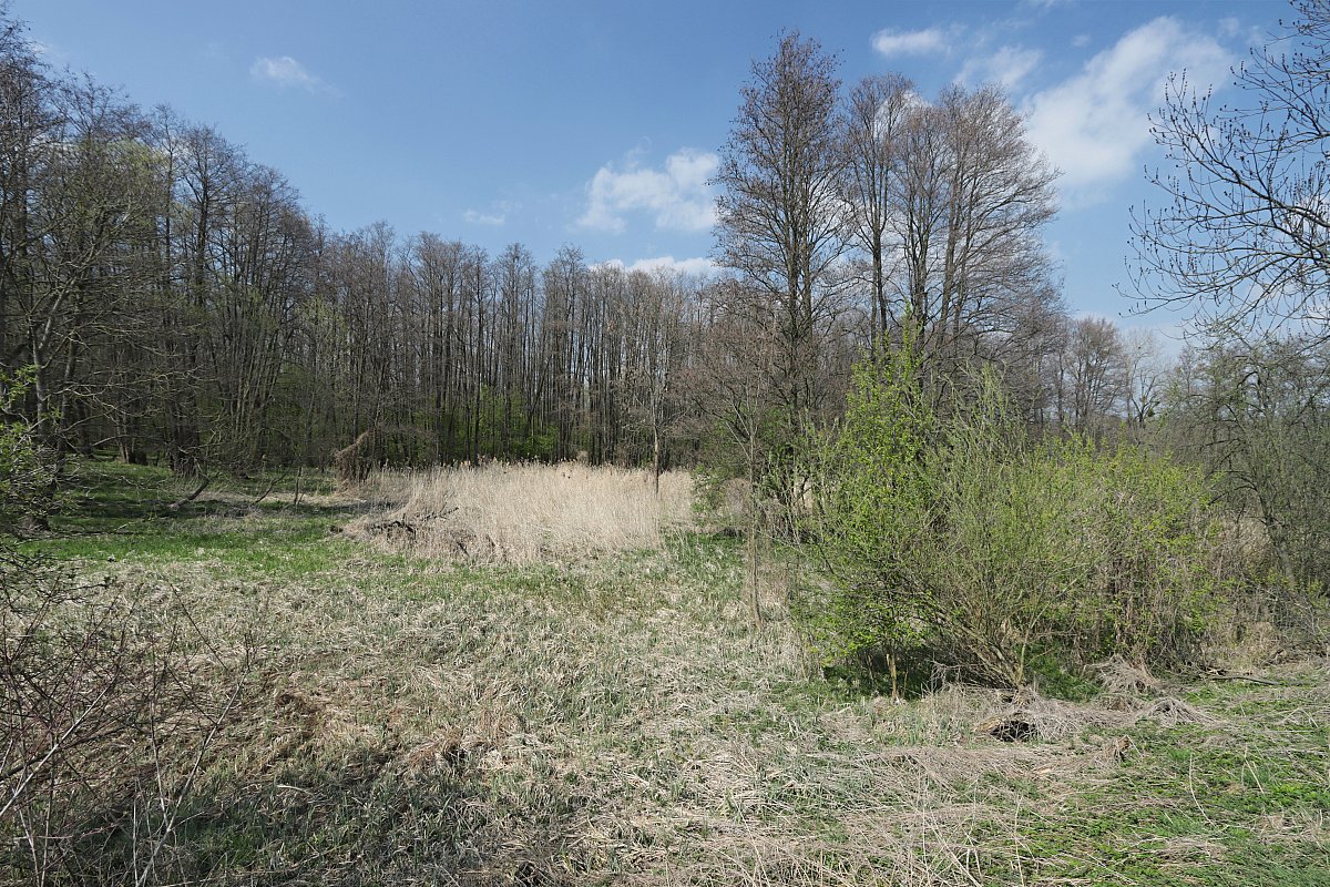 Mokřad