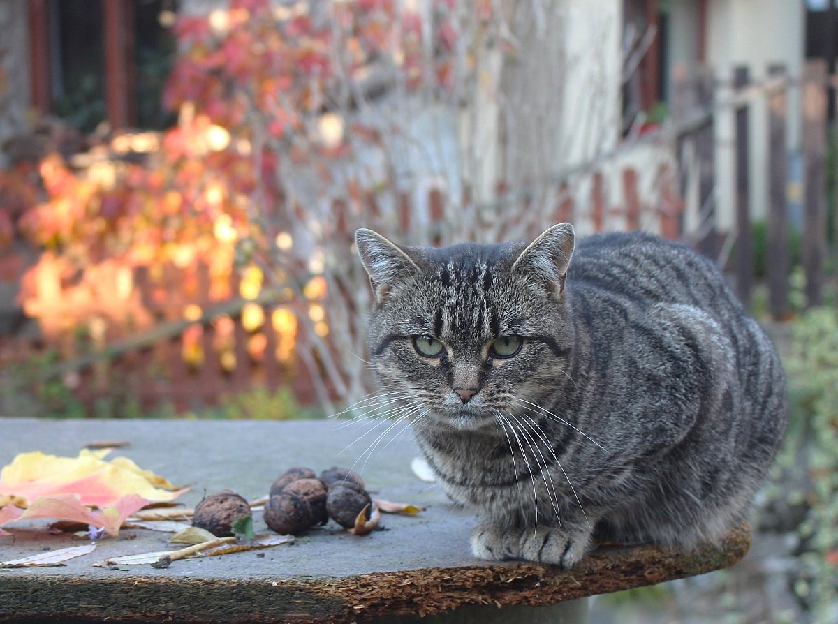 Baron Ferdinand von Měchura