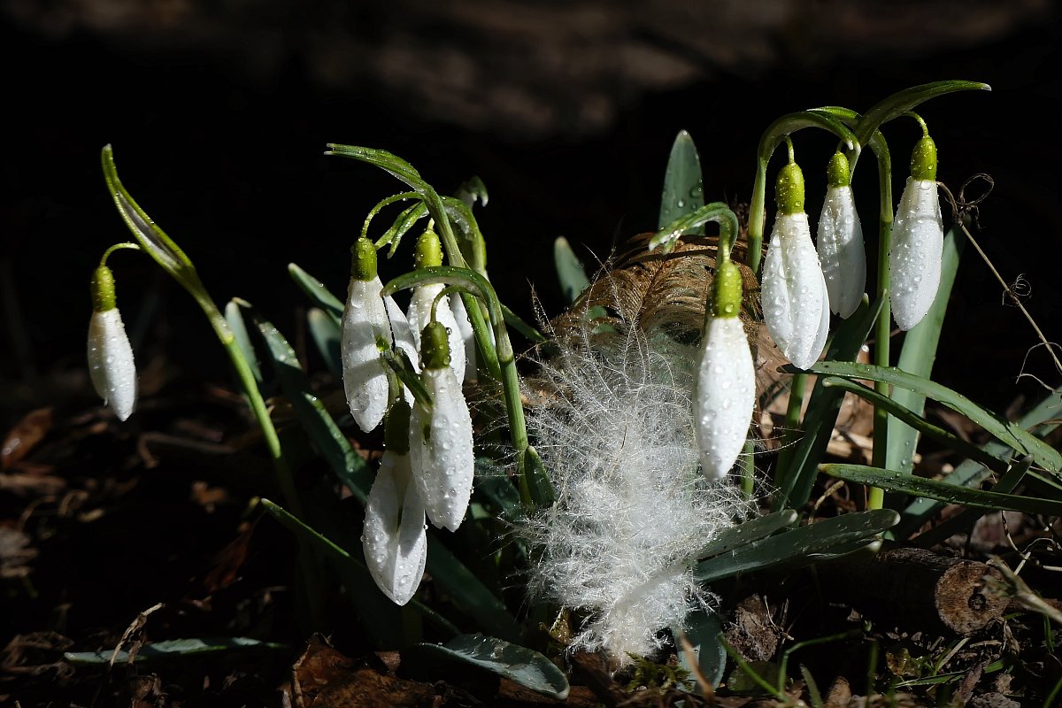 Slavnosti sněženek....