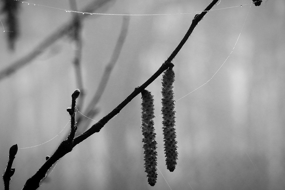 V mlze...
