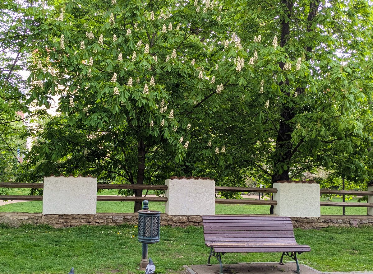 Kaštany
