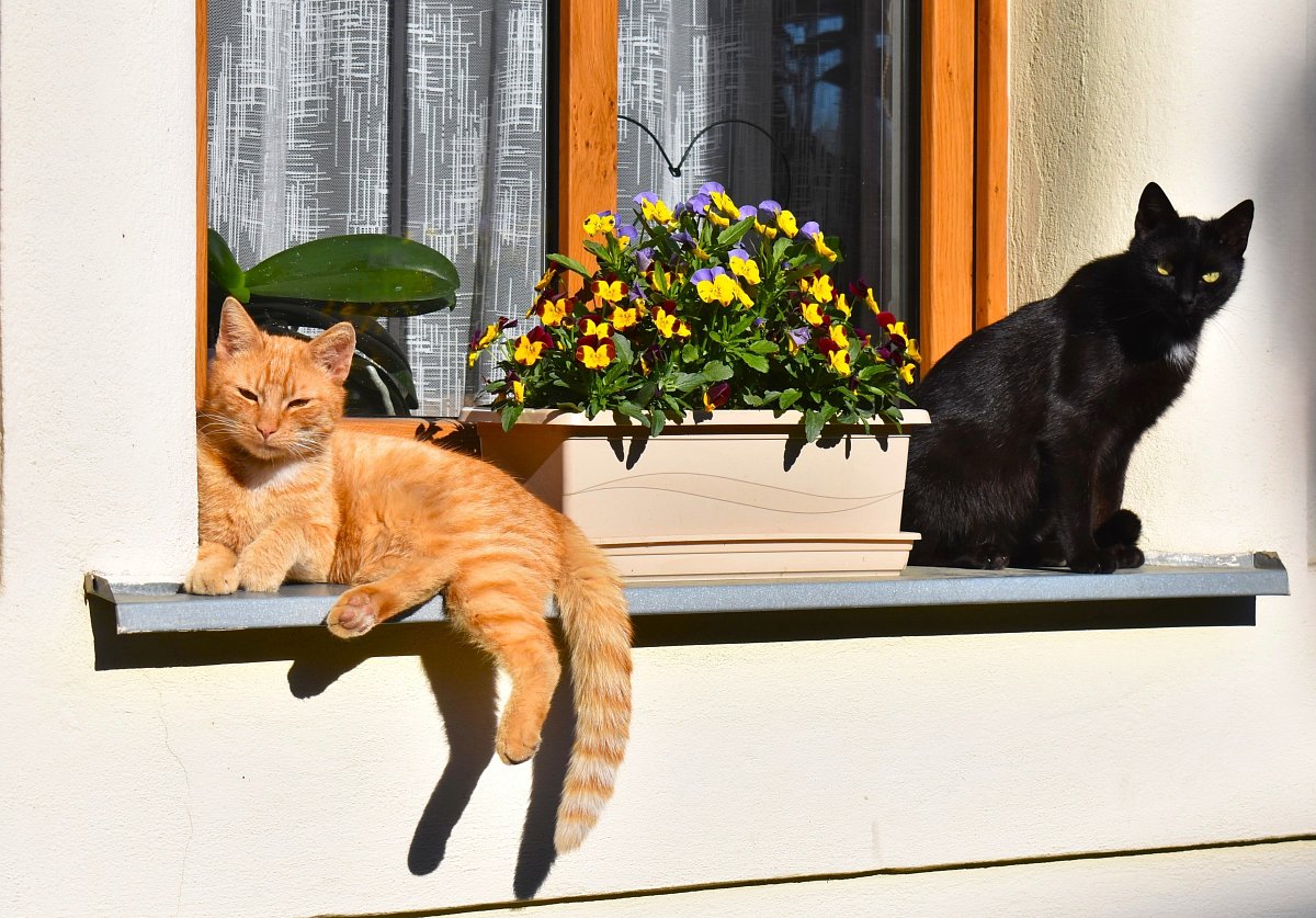 Pohoda na sluníčku.