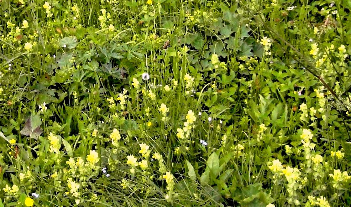 Kokrhel alpský. Rhinanthus alpinus *
