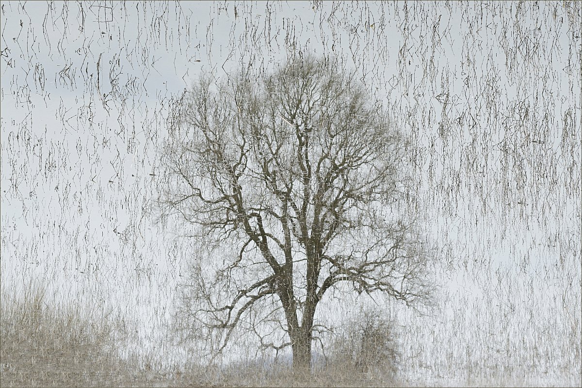 Strom