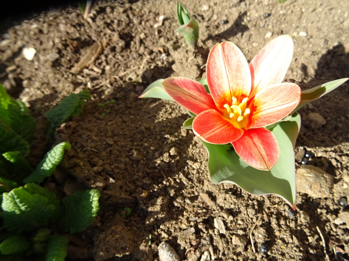 Tulipa...