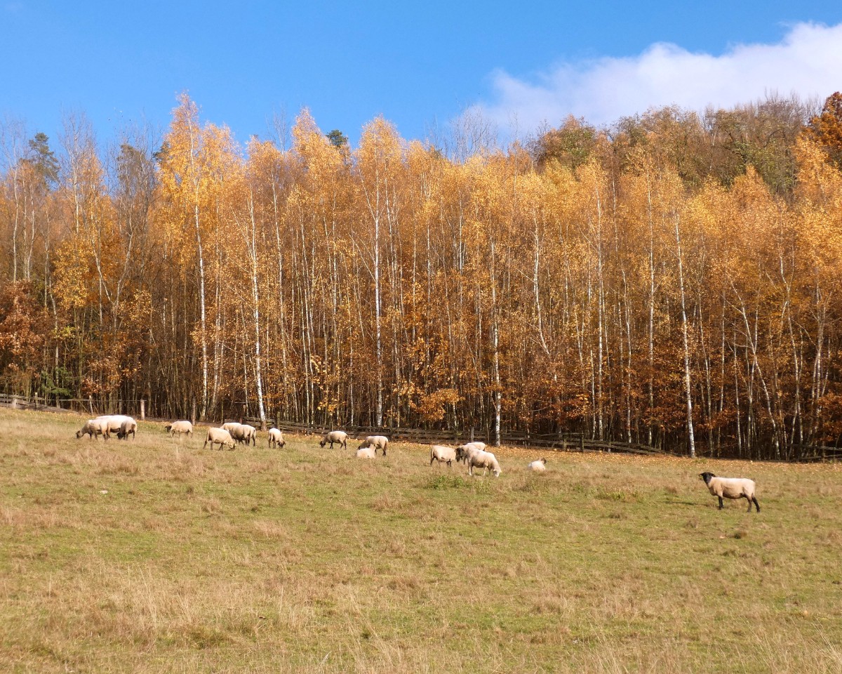 Potkala jsem ovečky