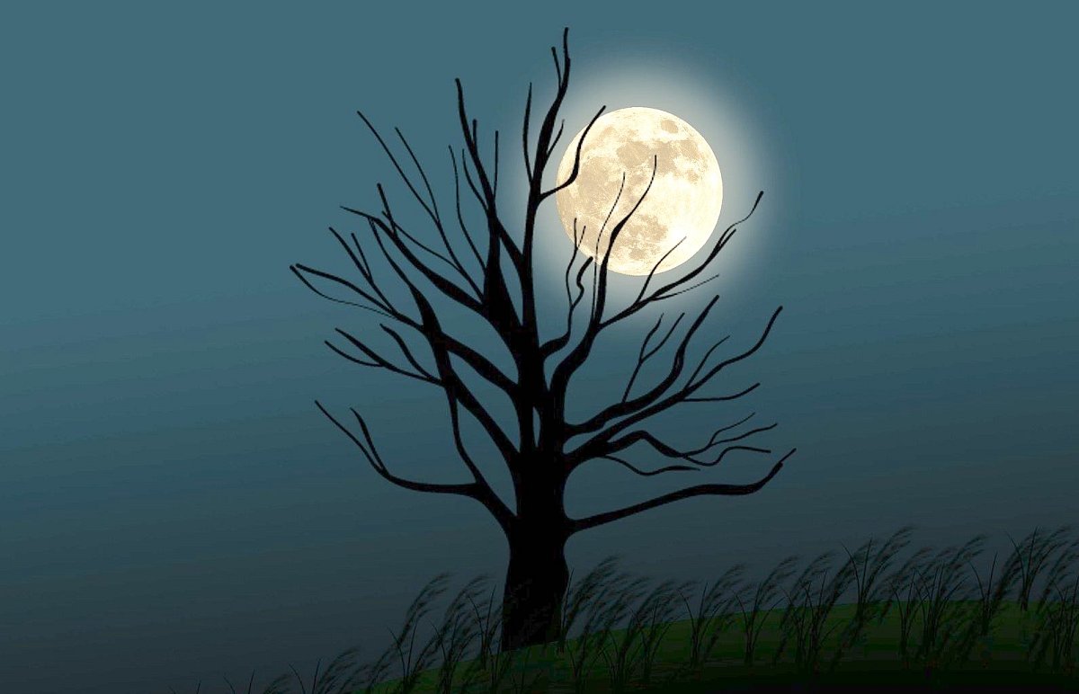anamul-tree-5480239-1920.jpg