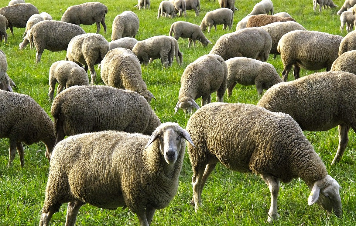 anaterate-sheep-2852141-1280.jpg