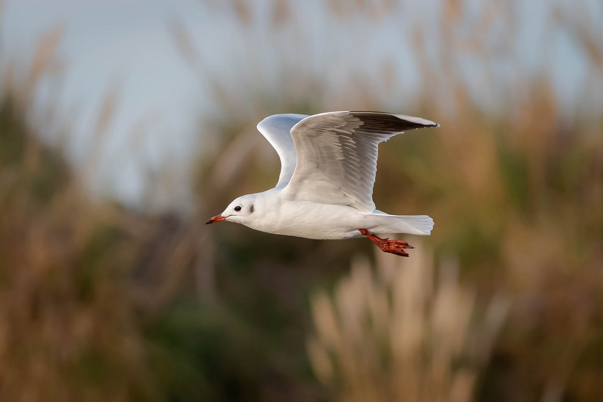 beto-mdp-seagull-7991991.jpg