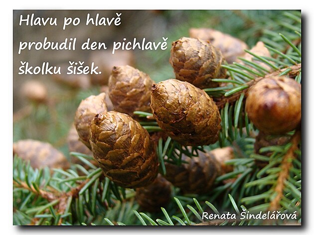 haiku 4