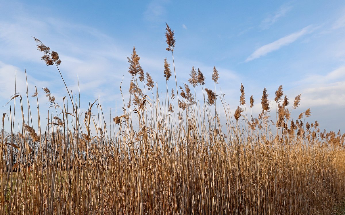 Větrný tanec ...