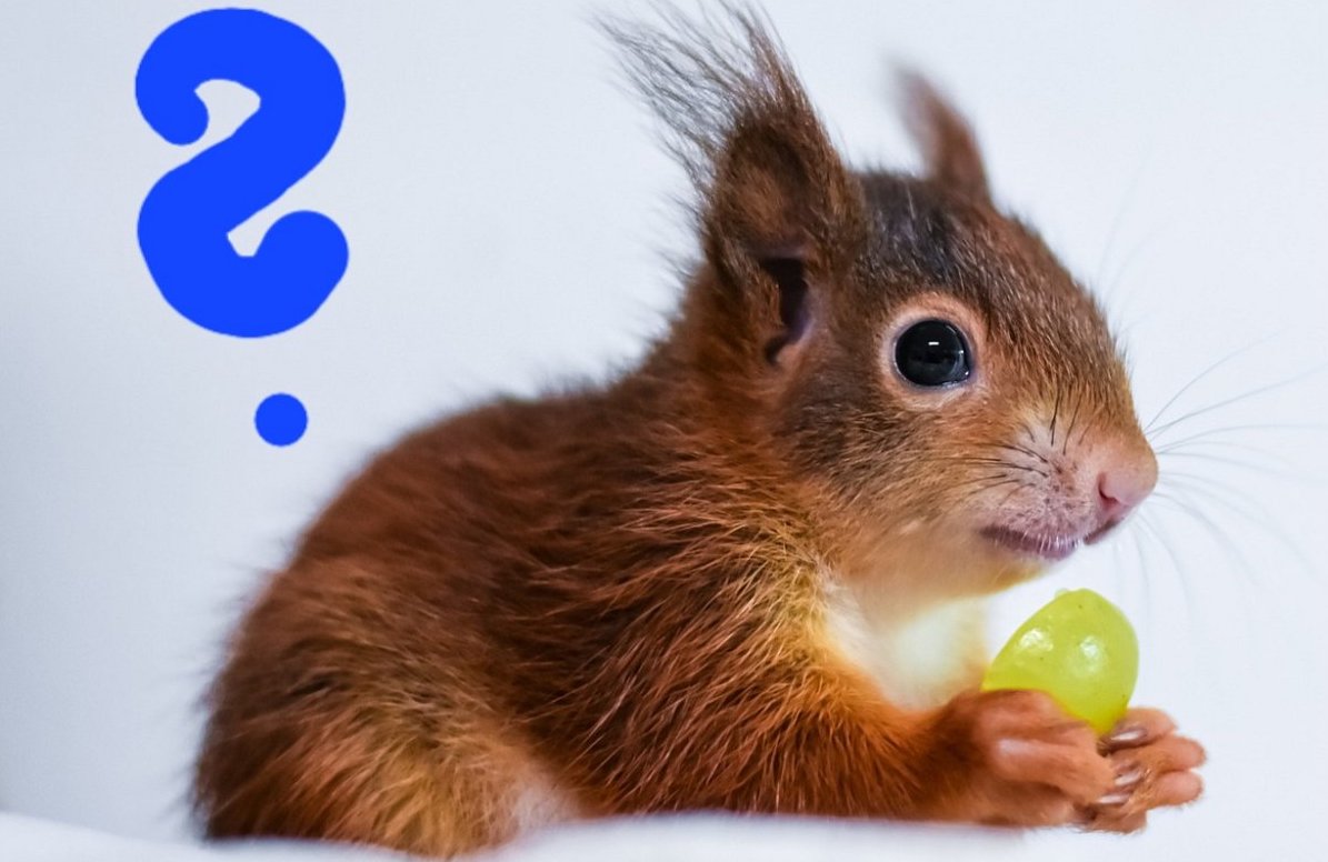 squirrel-6961223-1280-1-1.jpg