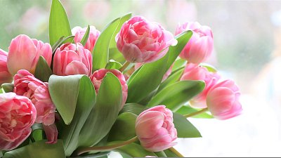 olga1205-tulips-4026273.jpg