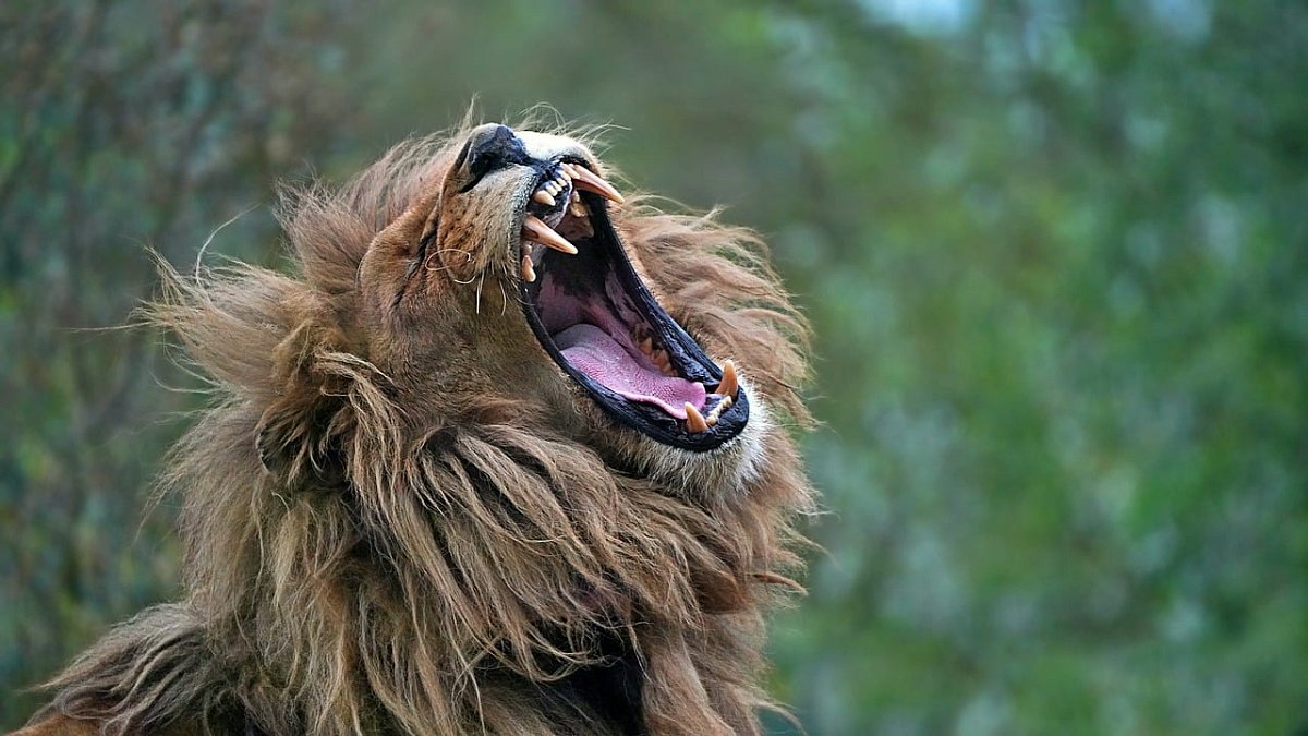 ykaiavu-lion-9621594-1280.jpg